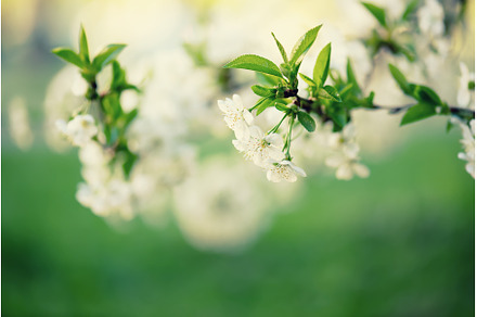 Cherry flowers frame, a Nature Photo by Nature and travel