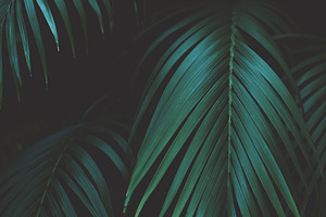Moody Palm Frond Background Photo
