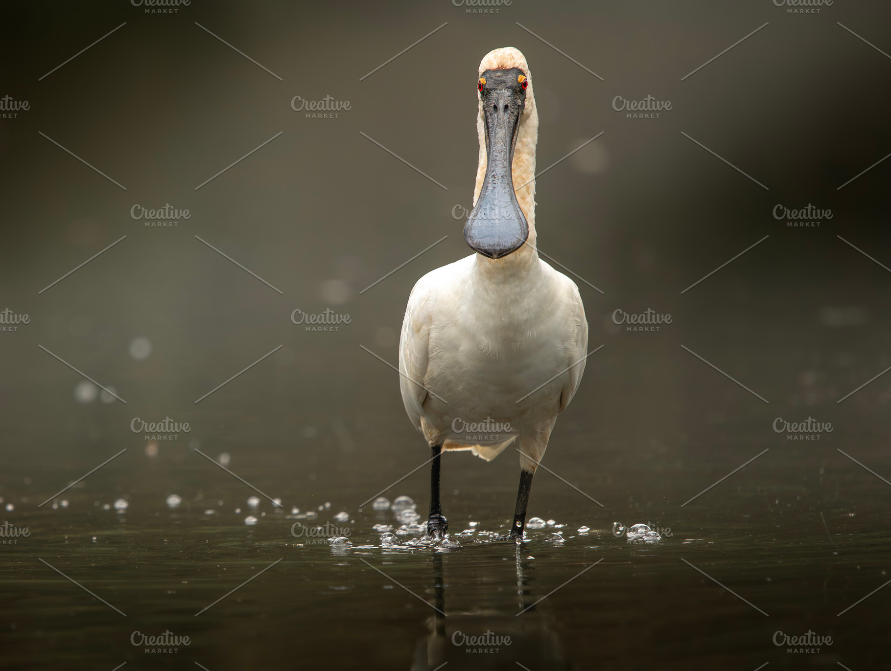 Royal Spoonbill Bird, an Animal Photo by Rob D Animal Photography