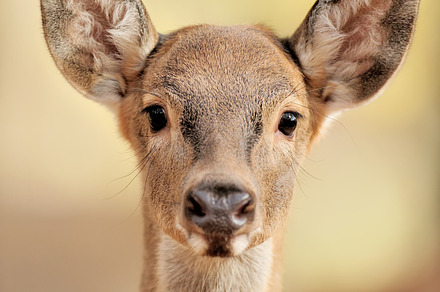 Deer featuring alert, animal, and antler, an Animal Photo by Byrdyak