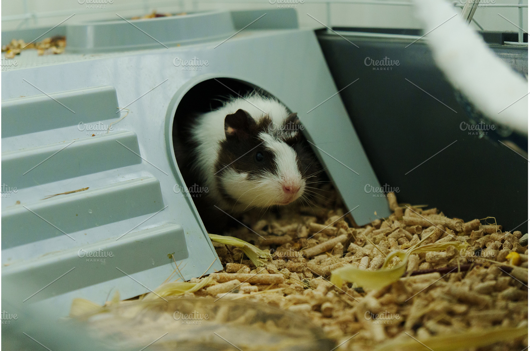 Guinea pig is intently exploring its, an Animal Photo by darksoul72