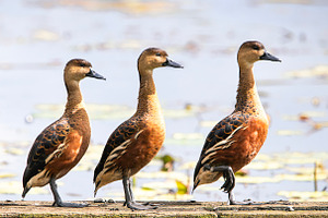 Wandering Whistling Duck