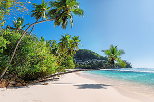 Beach palm tropical stock photo containing beach and caribbean
