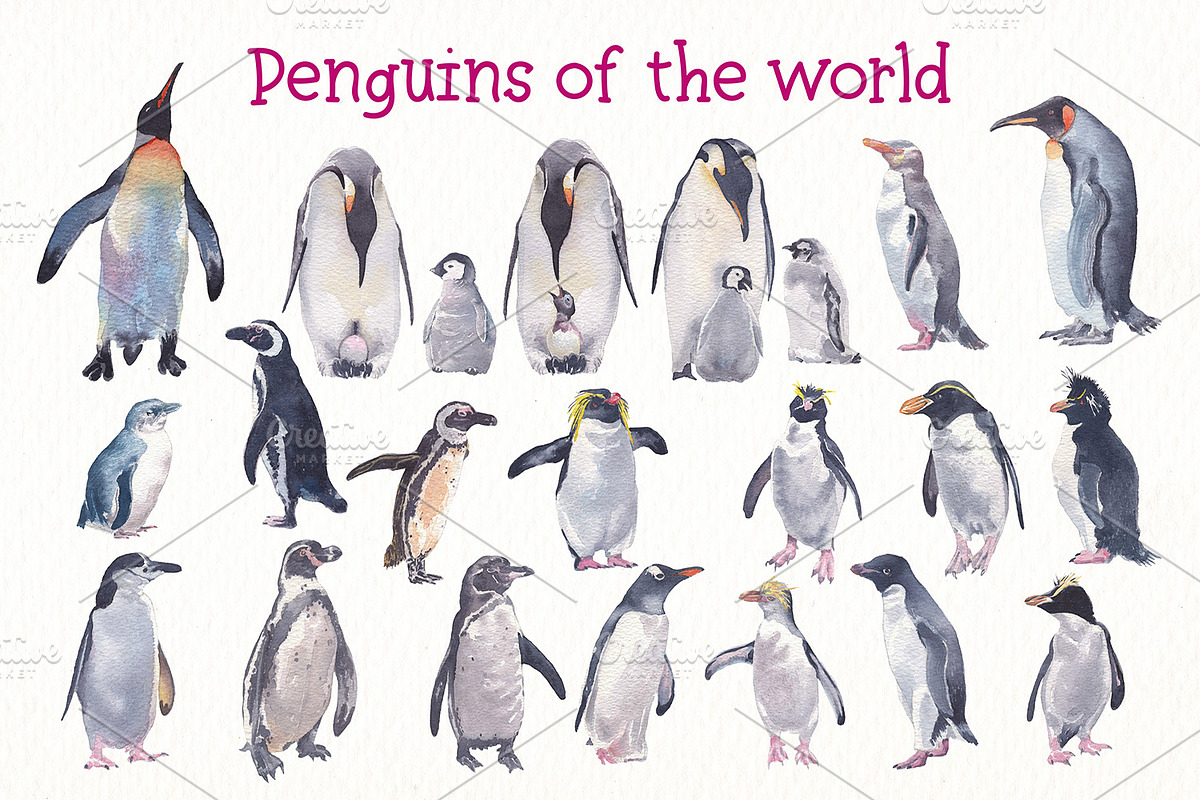 Penguins of de world watercolor set, an Animal Illustration by Art & Things (Photo 2 of 5)
