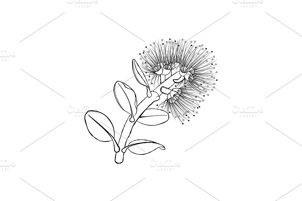 Plants of New Zealand Vector Set, an Illustration by Anna Repp Illustration (Photo 4 of 5)