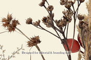 Quiet Meadow – Seed Head Studies, an Object Graphic by Aga Silva (Thumbnail 4 of 4)