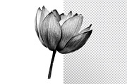 White Background Remover, an Action Add-On by smuug (Thumbnail 3 of 3)