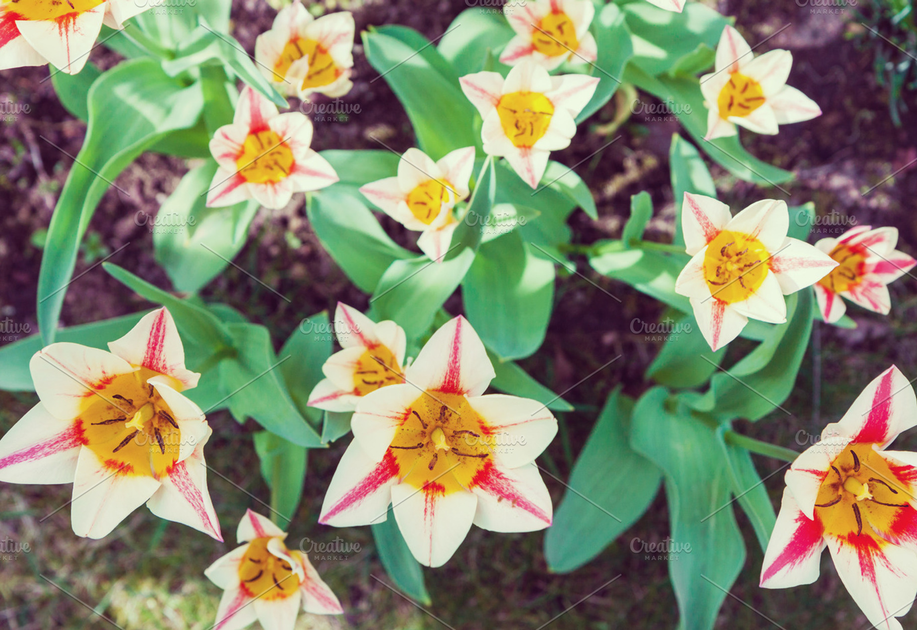 Group of garden tulips, a Nature Photo by BOOCYS