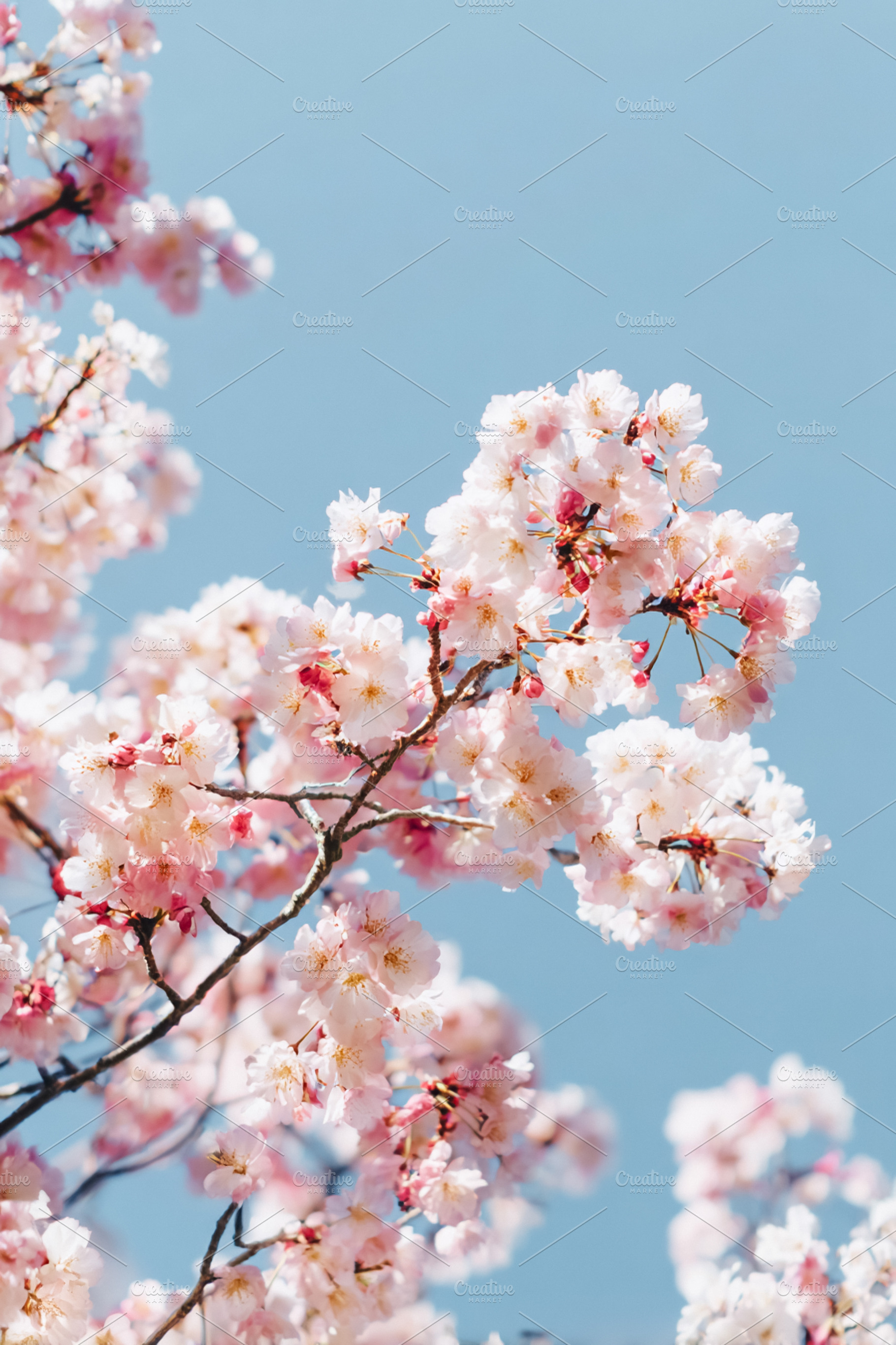 Cherry blossom branches with delicate pink petals blooming again, a Photo by Studio ANNA