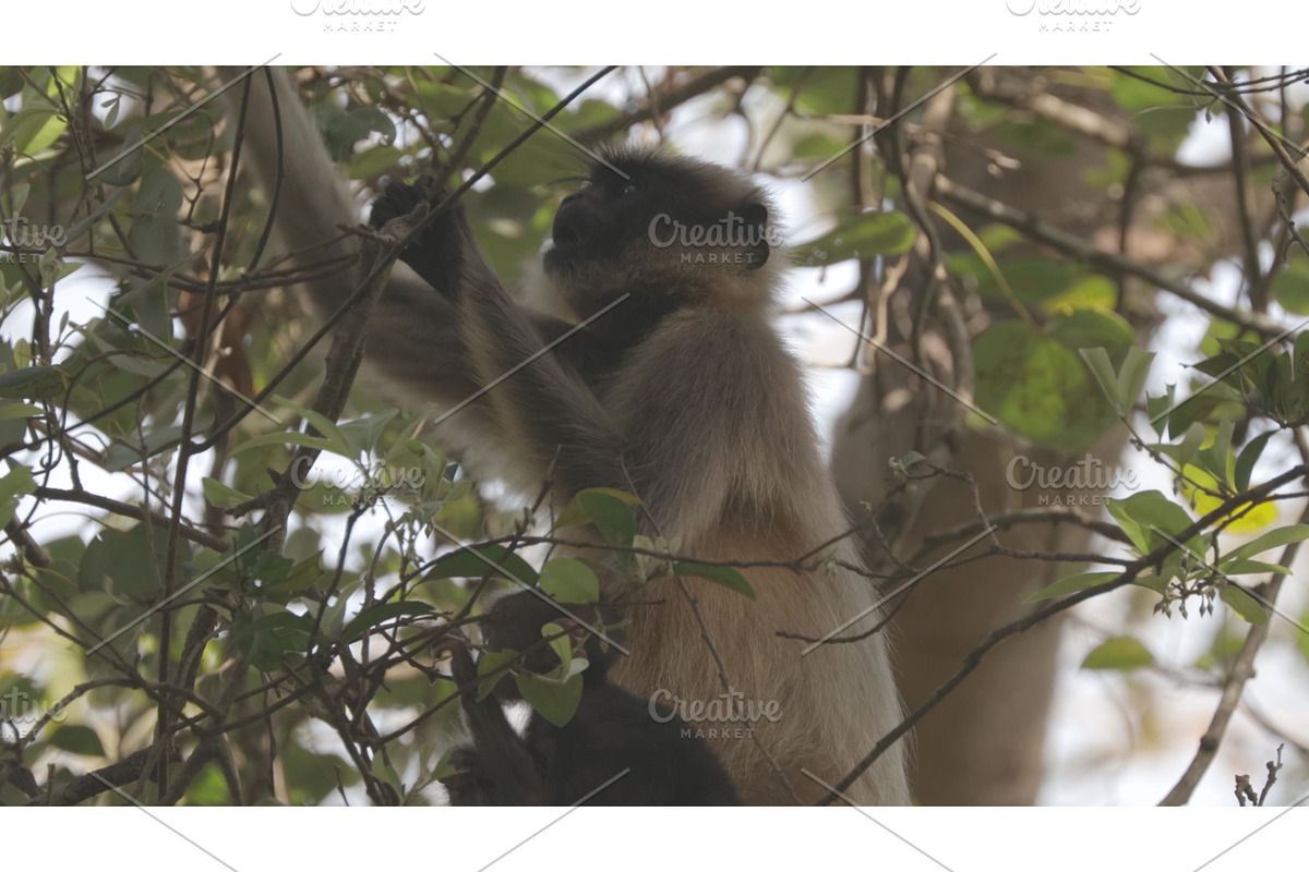 Goa, India. Funny Gray Langur Monkey, a Graphic by Our Amazing World (Photo 1 of 2)