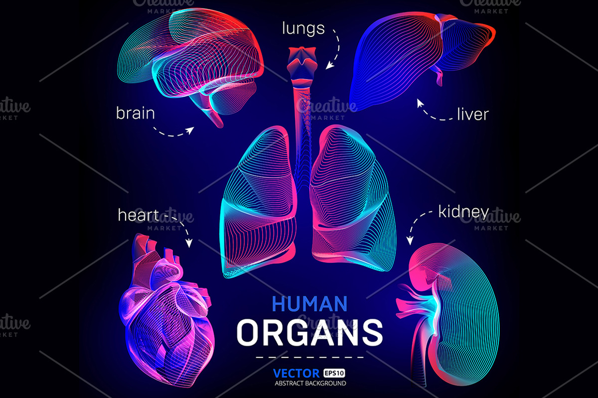 Vector set of human inner organs, a Healthcare Illustration by Rodionoff (Photo 1 of 7)