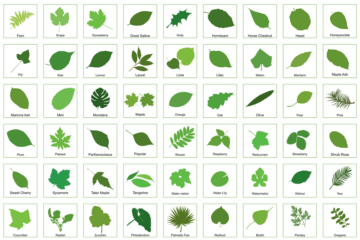 81 Leaves with their names, an Illustration by Nick Novell (Photo 3 of 6)