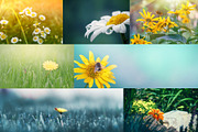 Flower collection 100 photos, a Nature Photo by Vladimir Kazimirov (Thumbnail 7 of 14)