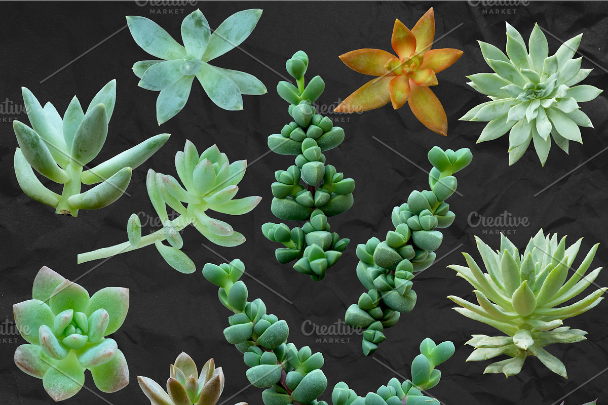 Succulents - Real Botanic Specimens, an Object Graphic by Turning Moss (Photo 11 of 12)