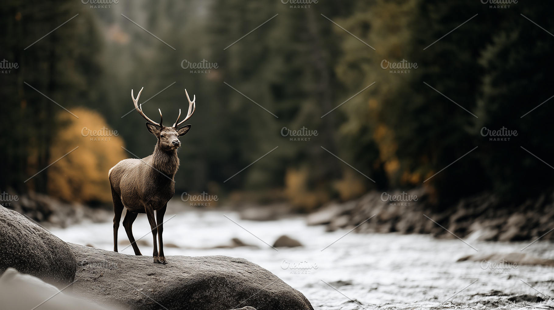 Majestic deer with antlers standing, an Animal Photo by MistyDay