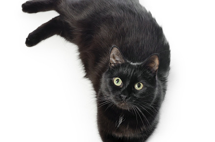 Black cat lies on a white background, an Animal Photo by FedotovAnatoly