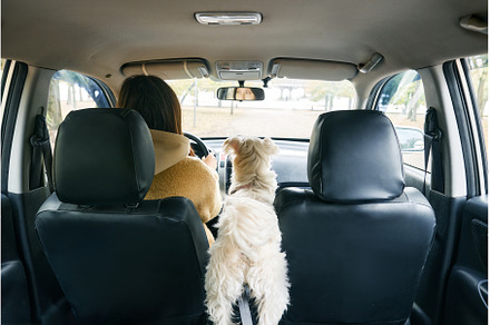 Woman driving a car with an excited, an Animal Photo by Gladkov photography
