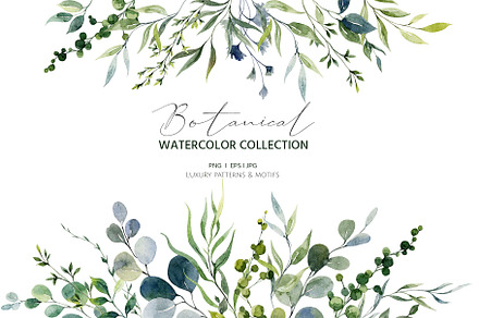 Eucalyptus. Watercolor collection.