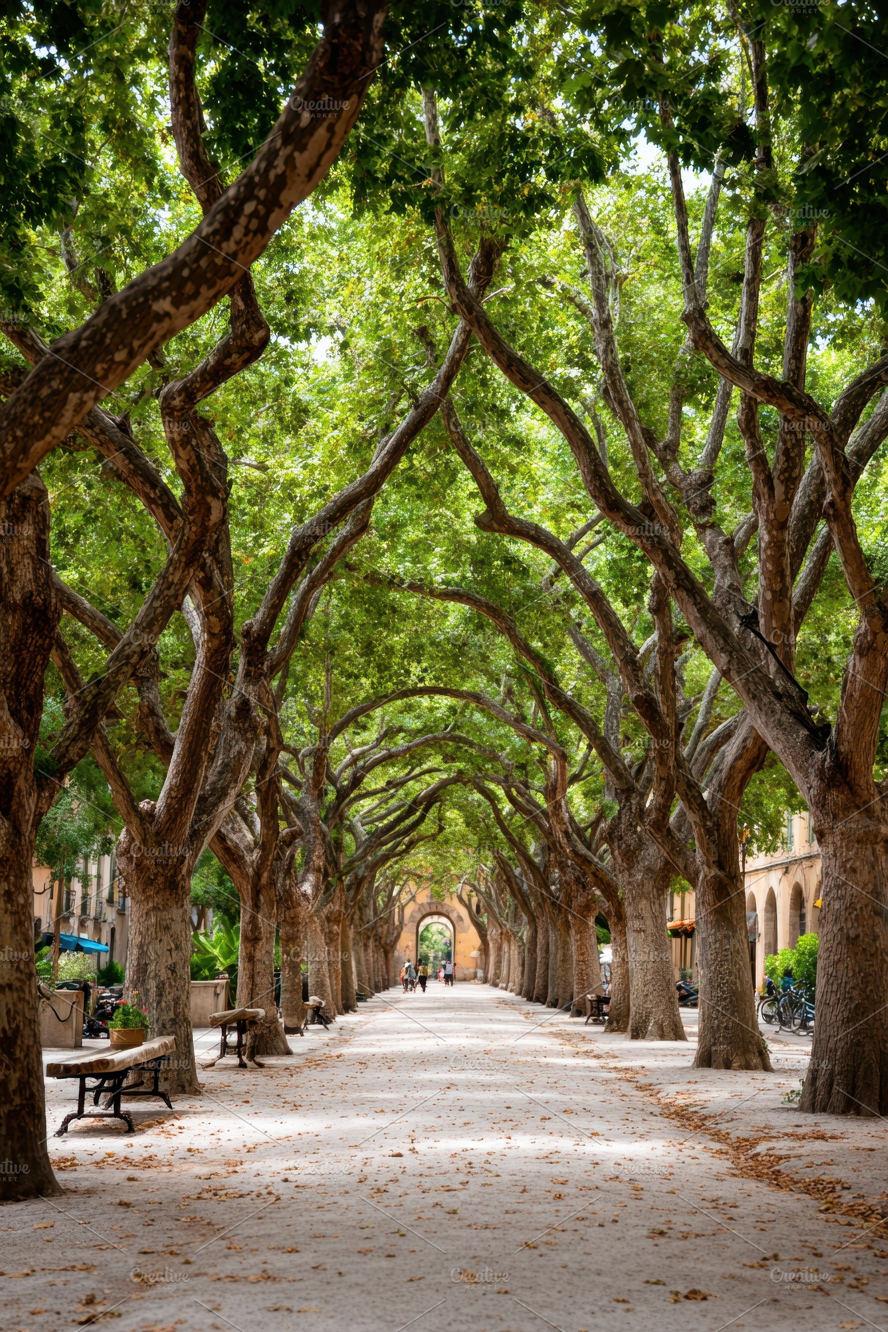 Serene tree-lined pathway in a tranquil park, a Nature Photo by AlyaAnd
