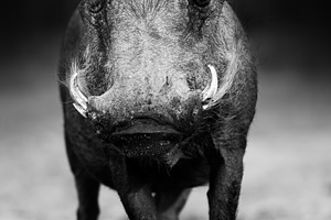 Warthog portrait in black and white