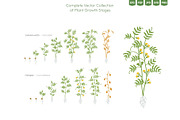 Life Cycle of Farming Plants, an Illustration by Ilia Design (Thumbnail 5 of 7)