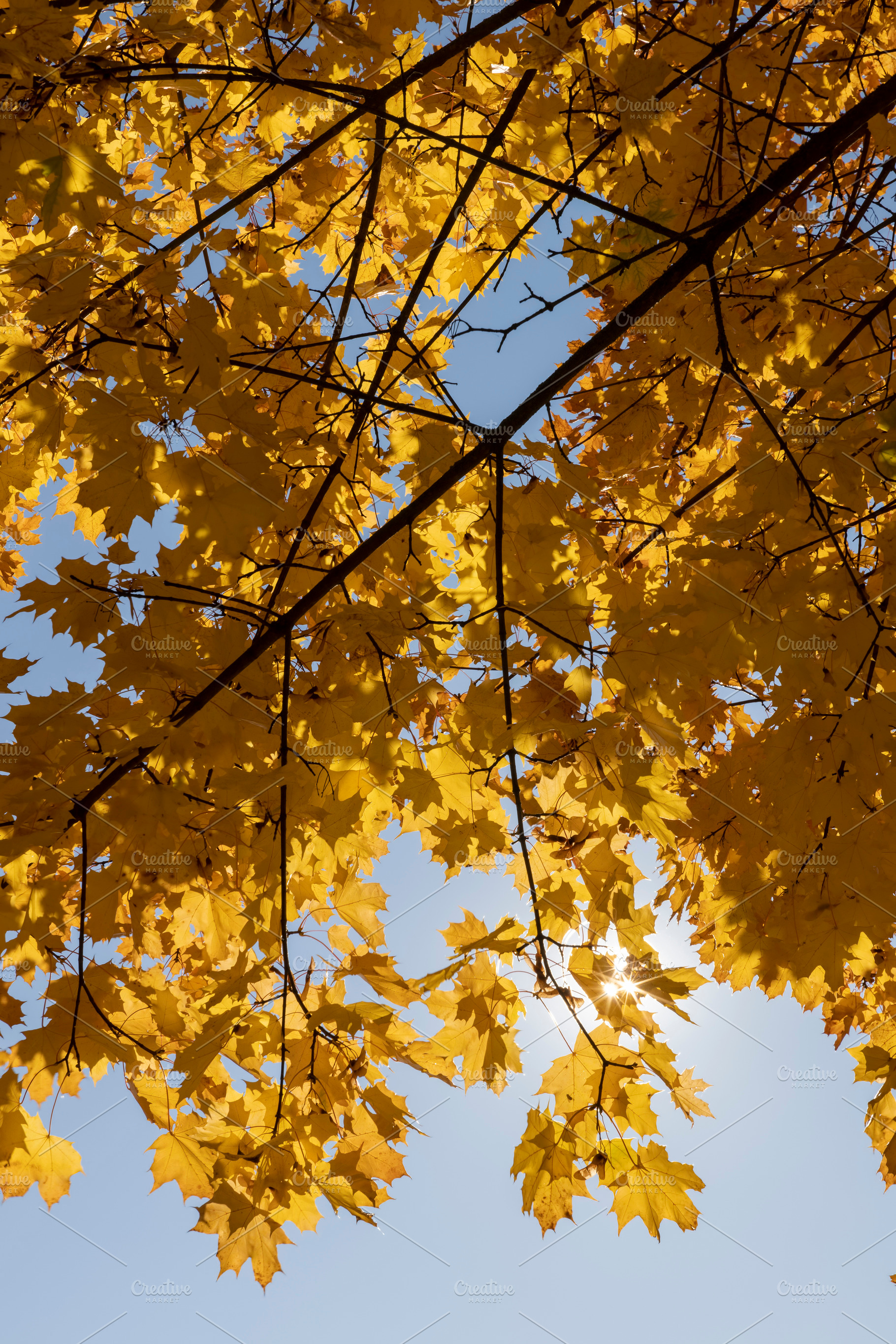 sunny weather in the park with maple foliage hanging on tree branches against a, a Photo by rsoollAI