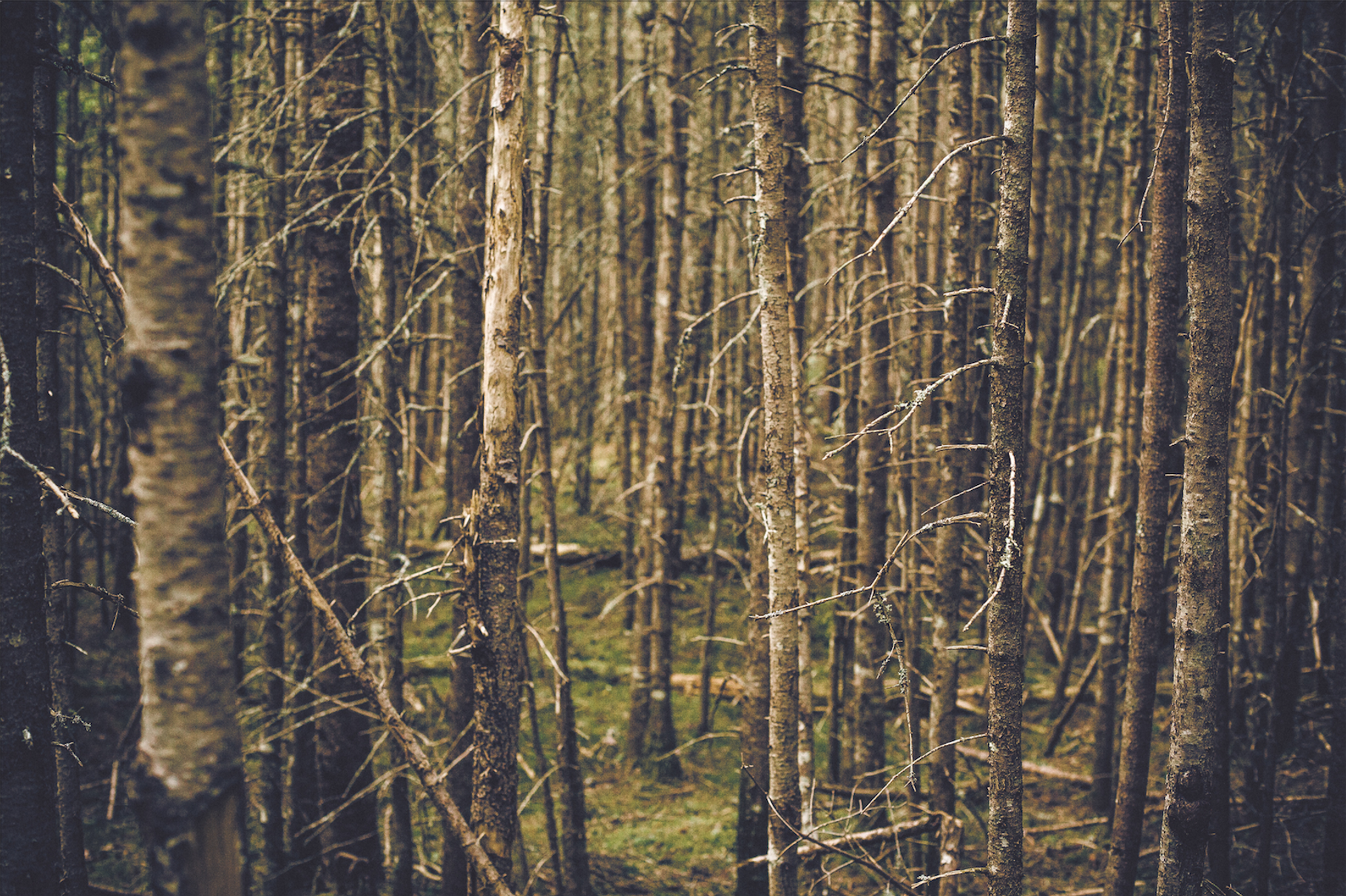 Trees Containing Trees Woods And Forest
