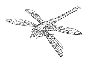 Dragonfly. Vintage hatching, an Animal Illustration by MoreVector