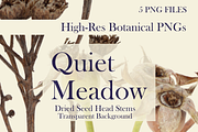 Quiet Meadow — Dried Seed Head Stems, an Object Graphic by Aga Silva (Thumbnail 3 of 4)