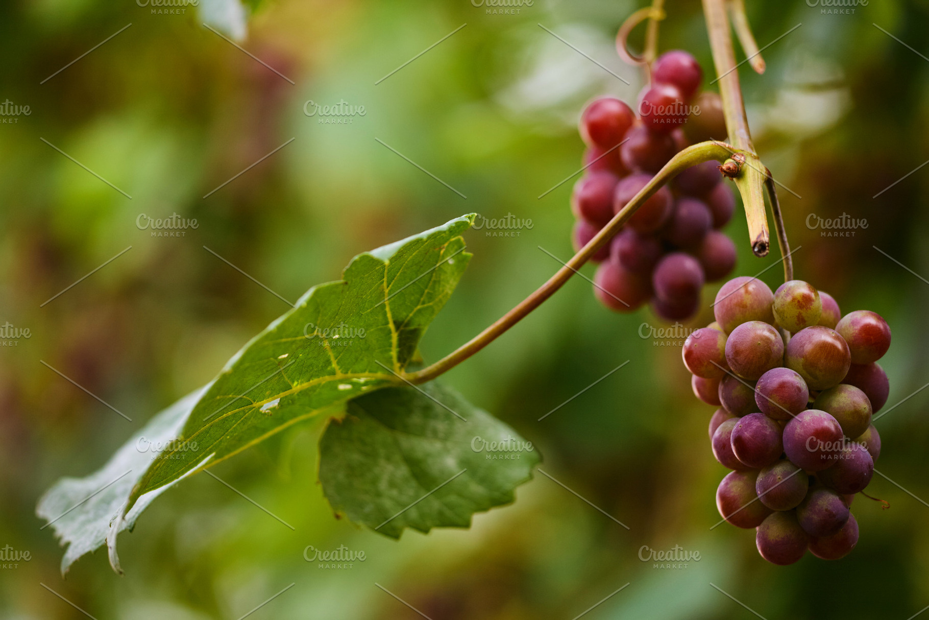Ripe red grapes hanging on vine with green leaves horizontal photo. Close-up ph, a Food & Drink Photo by Rohan Photography
