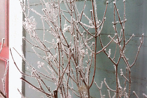 Frosted Branches