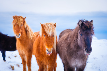 Horses in Iceland, an Animal Photo by Landscape and travel