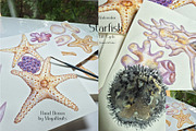 Watercolor Starfish Life Cycle Set, an Education Illustration by MayaNavits (Thumbnail 8 of 8)