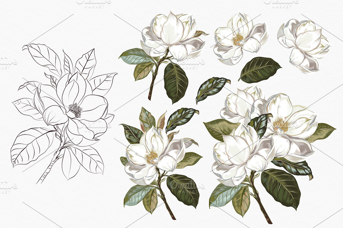 Lemons and Magnolia vector set, an Object Illustration by FleurArt (Photo 2 of 11)
