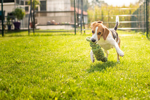 Beagle dog fun in garden outdoors ru stock photo containing beagle and, an Animal Photo by MadPhotos
