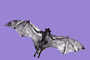 Vampire bats, watercolor/ink/vector, an Animal Illustration by Watercolor_Vector Graphic (Thumbnail 16 of 22)
