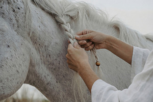 Braiding White Horse Mane, an Animal Photo by Virgo Studio