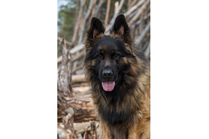 German Shepherd Dog on the beach at, an Animal Photo by COLORFUL