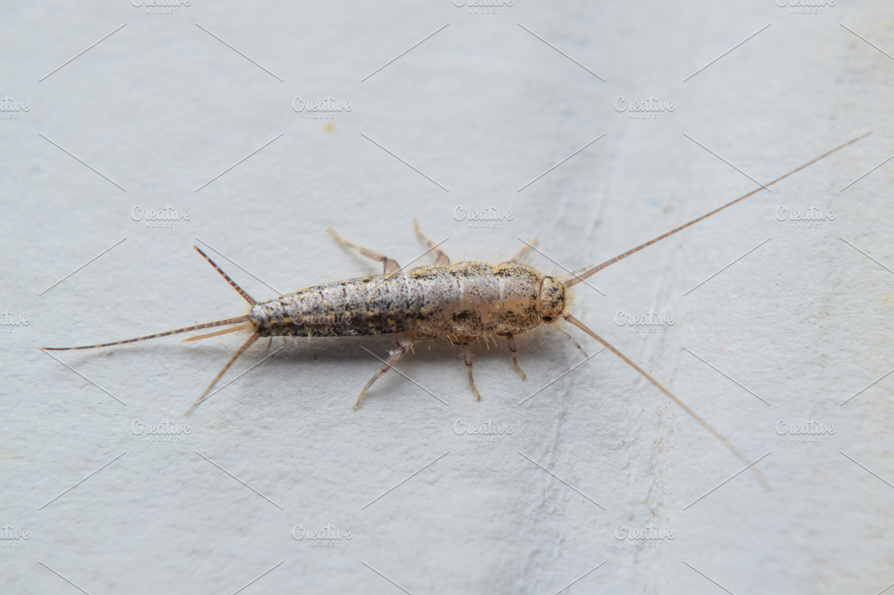 Insect feeding on paper  silverfish featuring silverfish, bookworm, and paper, an Animal Photo by ELEONIMAGES
