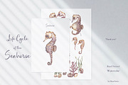 Watercolor Seahorse Life Cycle Set, an Animal Illustration by MayaNavits (Thumbnail 5 of 5)