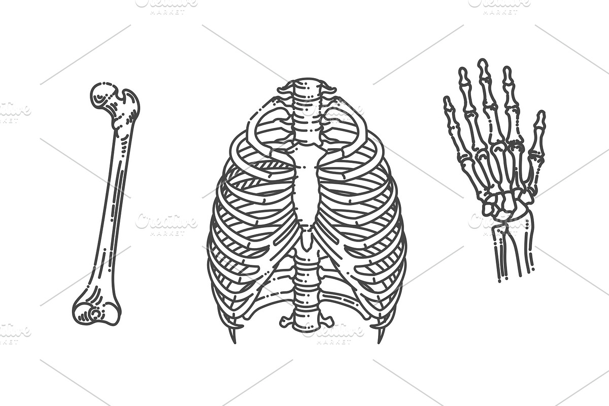 Human Skeleton Structure, a Healthcare Illustration by Tettygreen (Photo 2 of 3)