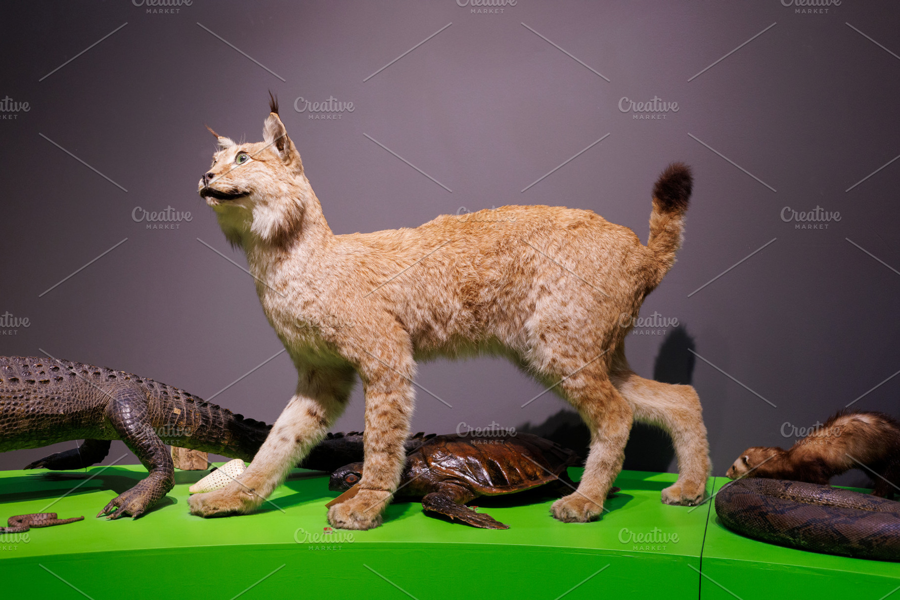 Stuffed lynx with a sea turtle, an Animal Photo by Bepslabor