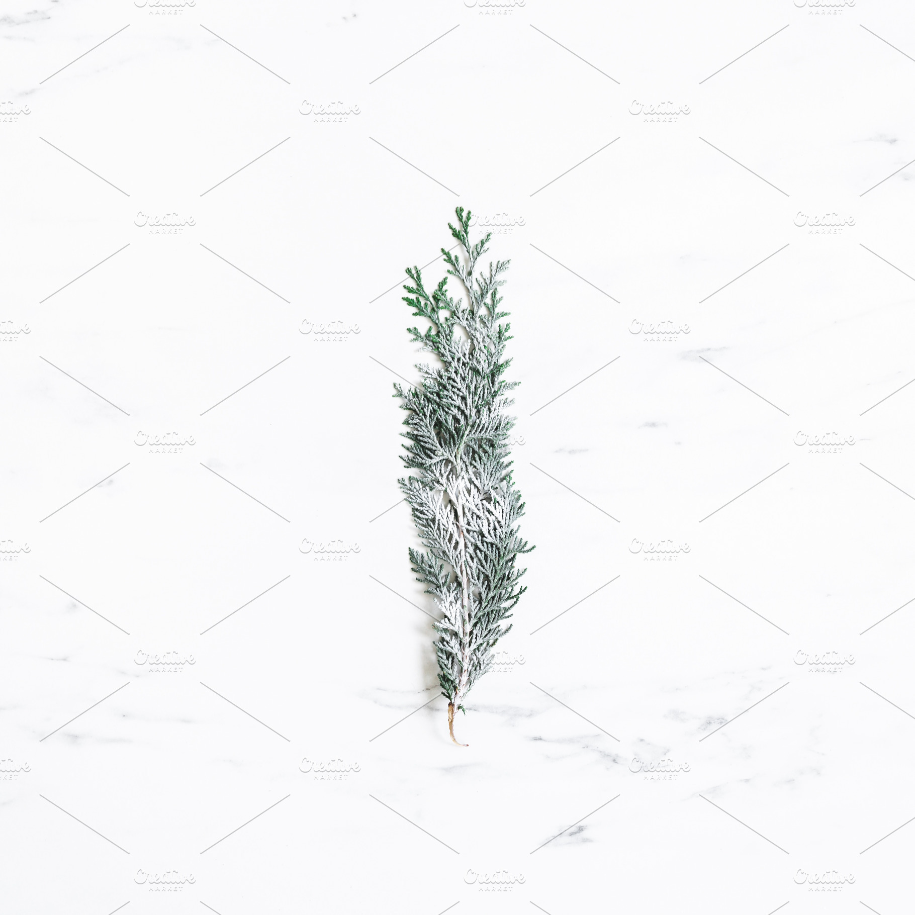 Christmas tree branch containing christmas, fir, and minimal, a Holiday Photo by Flaffy