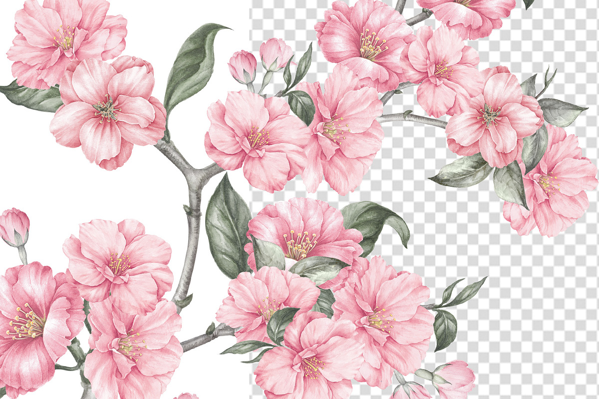 Sakura cherry blossom watercolor PNG, an Illustration by Kotkoa (Photo 5 of 8)