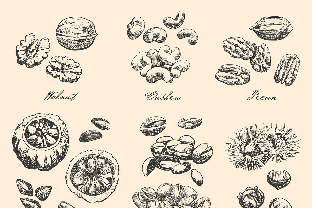 Hand Drawn Nuts set Vector, a Food Illustration by ON_lineart_store (Photo 5 of 11)