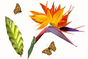 Tropical collection. Summer design., a Decorative Illustration by Lisima (Thumbnail 8 of 19)