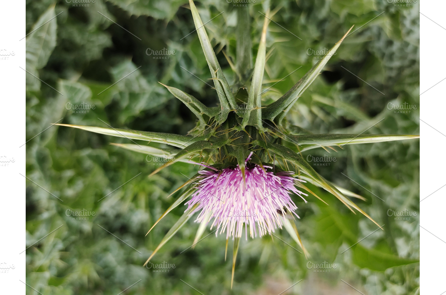 milk thistle flower side view, a Nature Photo by LogosDen