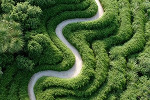 Aerial View of Winding Path Through Lush Greenery, a Nature Photo by AlyaAnd