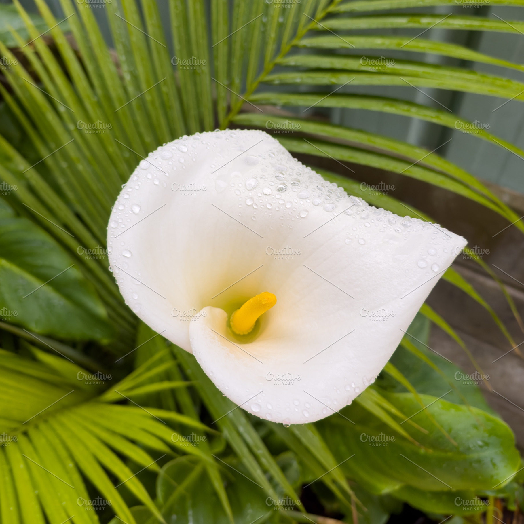 Calla Lily Flower With Rain Drops, a Nature Photo by THP Creative