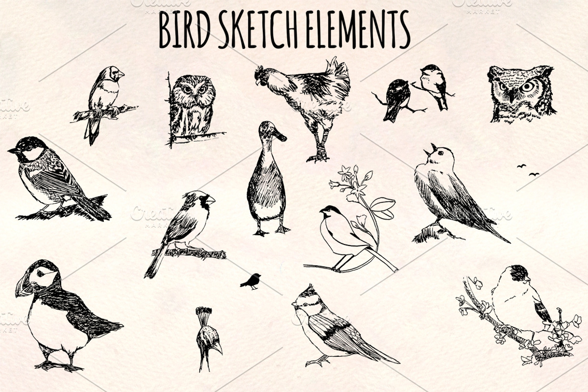 Bird Sketches 16 Hand Drawn Vectors, an Animal Illustration by Violet LeBeaux (Photo 1 of 3)